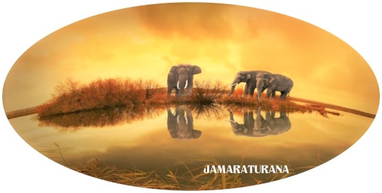 El elefante y la rata www.jamaraturana.com